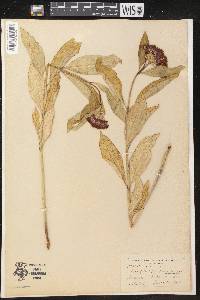 Asclepias purpurascens image