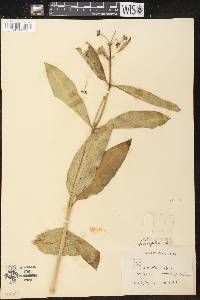 Asclepias purpurascens image