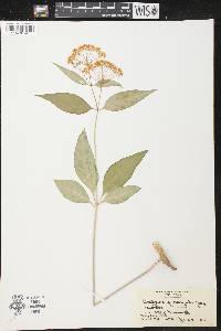 Asclepias quadrifolia image