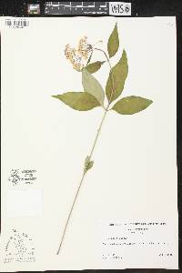 Asclepias quadrifolia image