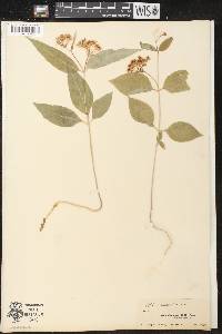 Asclepias quadrifolia image