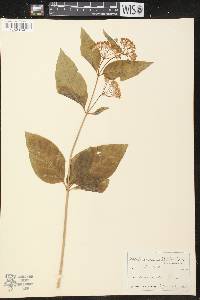 Asclepias quadrifolia image