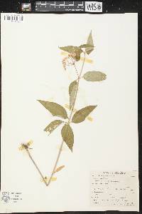 Asclepias quadrifolia image