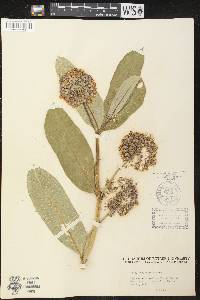 Asclepias syriaca image