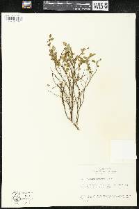 Vaccinium scoparium image