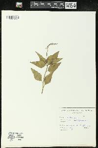 Croton bonplandianus image