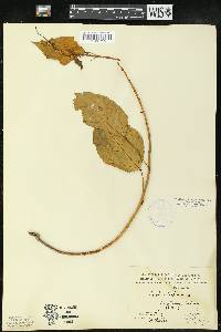 Croton tiglium image