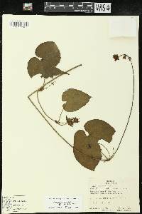 Dalechampia canescens image
