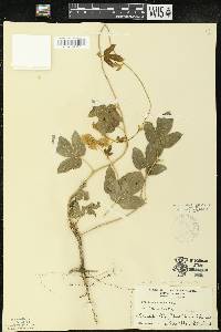 Dalechampia scandens image