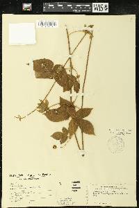 Dalechampia scandens image