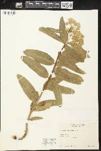 Asclepiodora viridis image