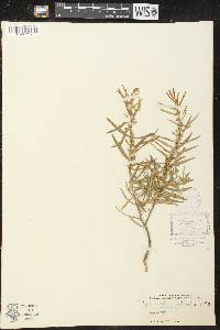 Cynanchum sibiricum image