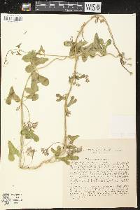 Cynanchum sibiricum image