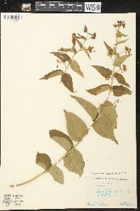 Cynanchum vincetoxicum image