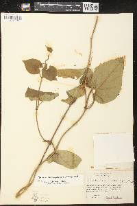 Matelea baldwyniana image