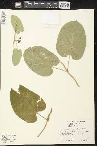 Matelea carolinensis image