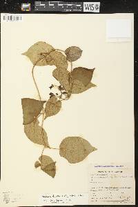 Matelea decipiens image