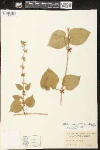 Ibatia cumanensis image