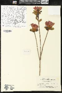 Rhododendron simsii image