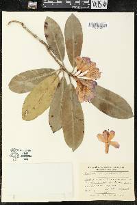 Rhododendron ponticum image