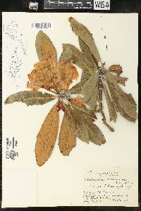 Rhododendron japonoheptamerum image