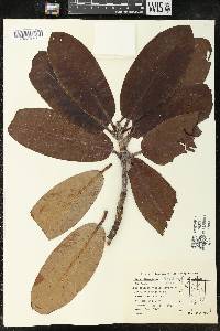 Rhododendron brachycarpum image