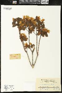 Rhododendron flavidum image