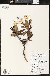 Rhododendron caucasicum image