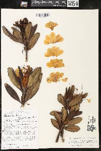 Rhododendron caucasicum image