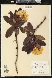 Rhododendron caucasicum image