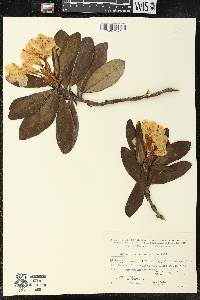 Rhododendron caucasicum image