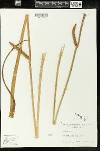 Acorus calamus image