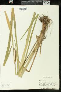 Acorus calamus image