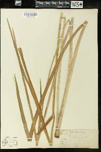 Acorus calamus image