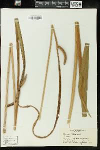 Acorus calamus image