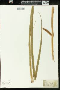 Acorus calamus image