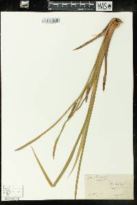 Acorus calamus image