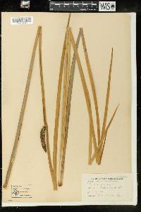 Acorus calamus image