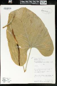 Anthurium breviscapum image