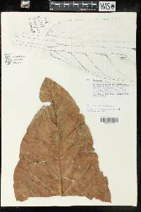 Anthurium barclayanum image