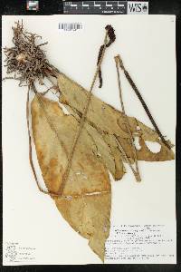 Anthurium bonplandii subsp. bonplandii image