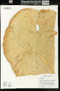 Anthurium caperatum image