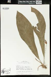 Anthurium consobrinum image