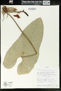 Anthurium coripatense image