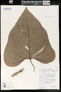 Anthurium cornejoi image