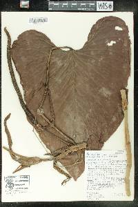 Anthurium cornejoi image