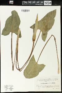 Arum cylindraceum image