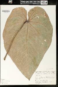 Anthurium crystallinum image