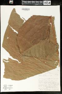 Anthurium dolichostachyum image