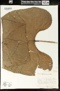 Anthurium dolichostachyum image